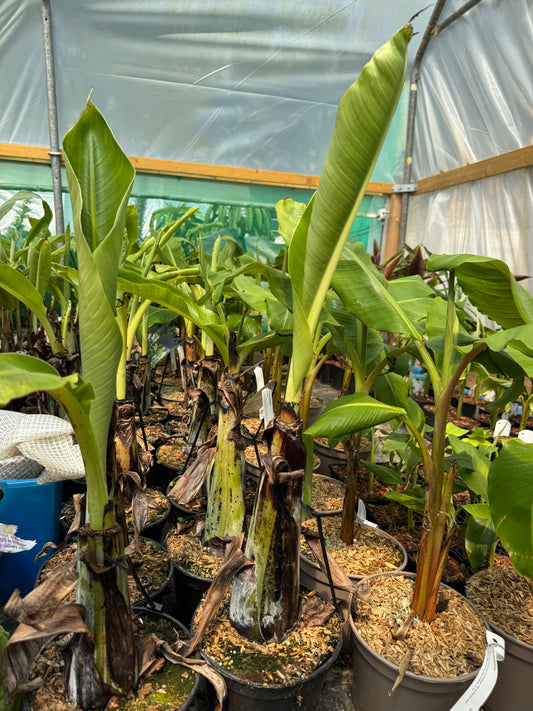 Large Ensete glaucum Snow banana