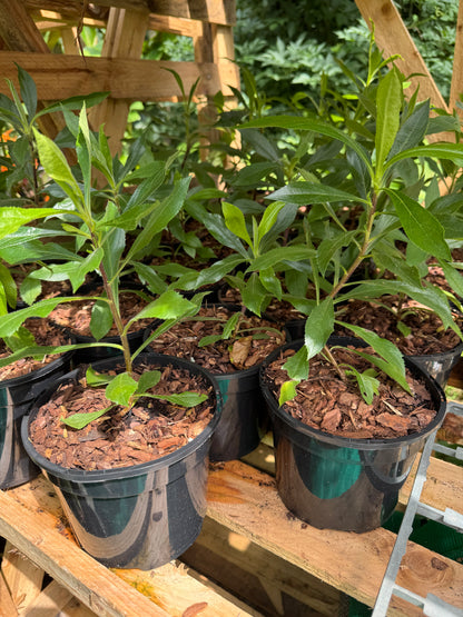Isoplexis Canariensis medium