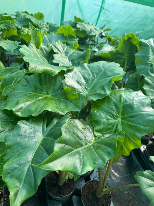 Alocasia x portodora