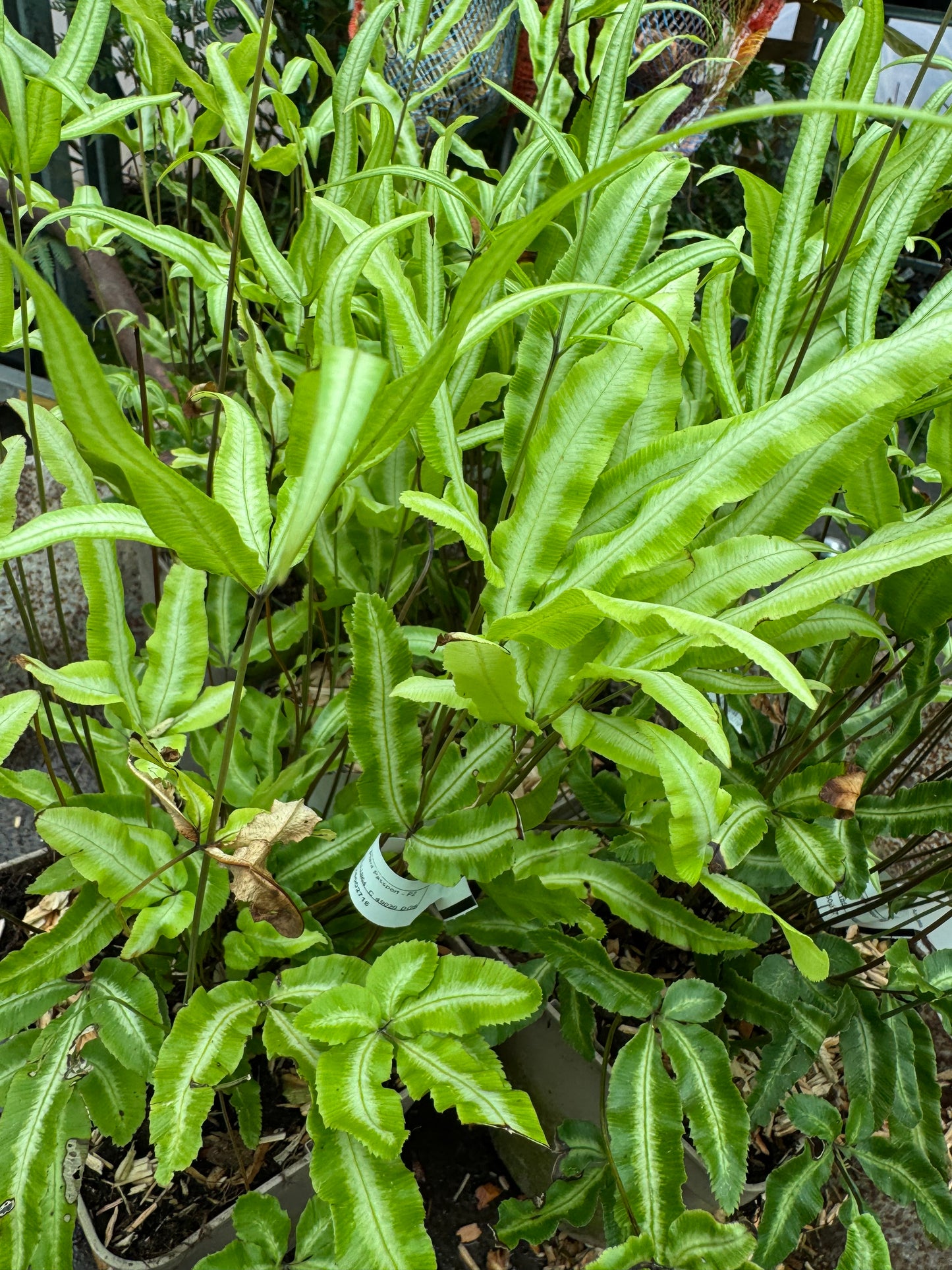 Pteris nipponica
