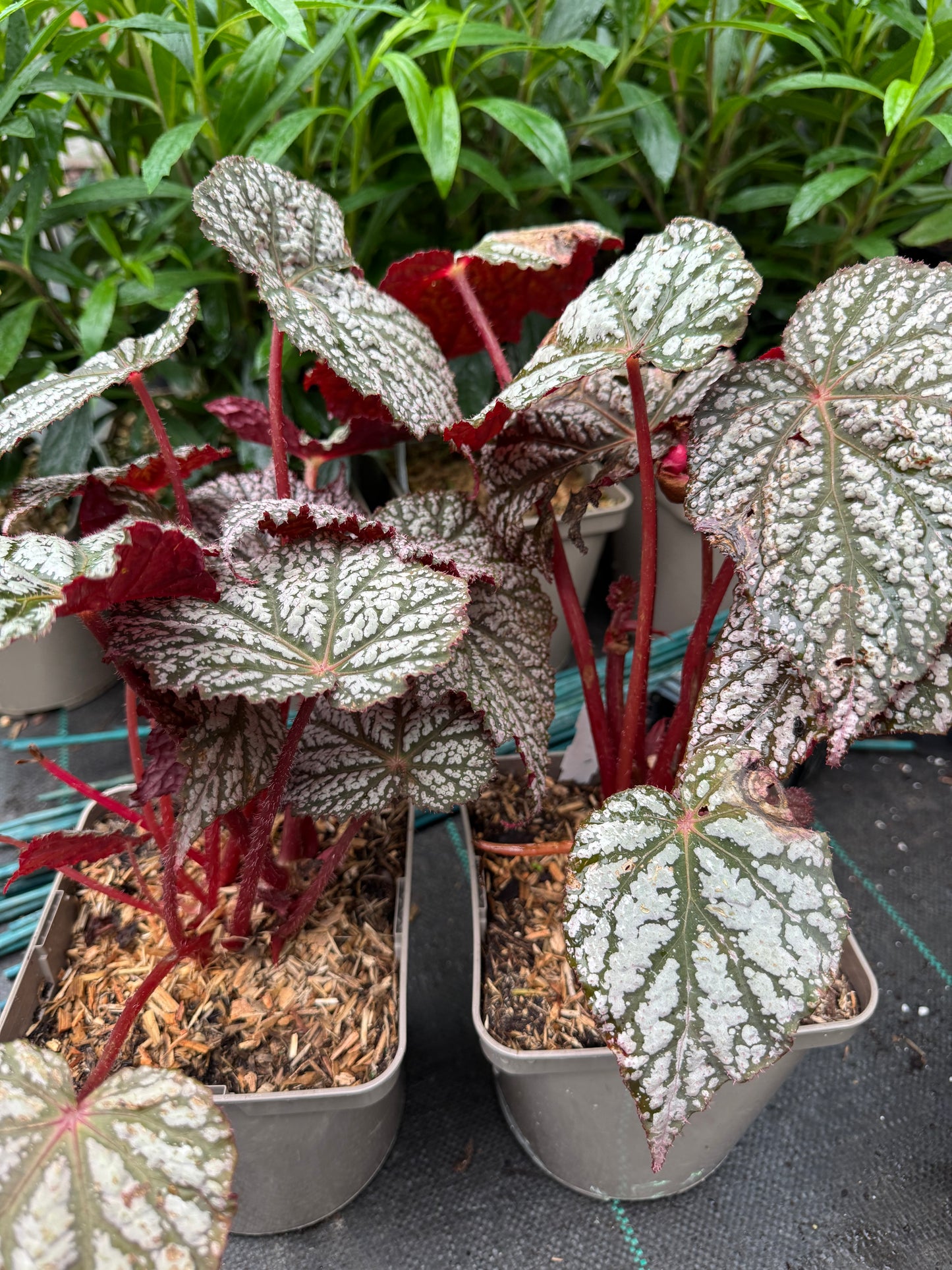 Begonia ‘Sterling Moon’
