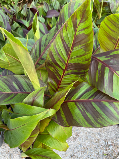 Musa Sikkimensis ‘Ever Red’