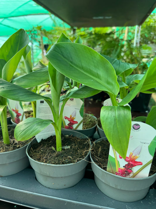 Musa velutina-Pink banana