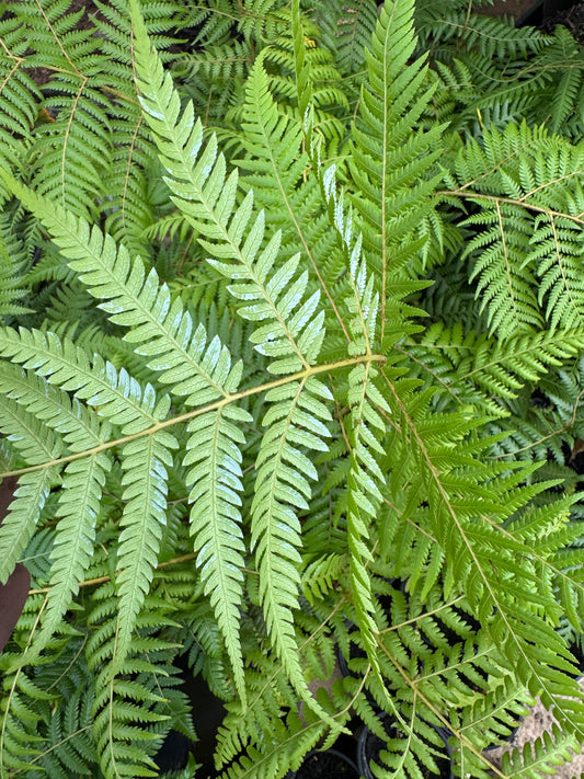 Fetna Tree Tree Ferns and Ferns – Page 7 – Jungle in a Box