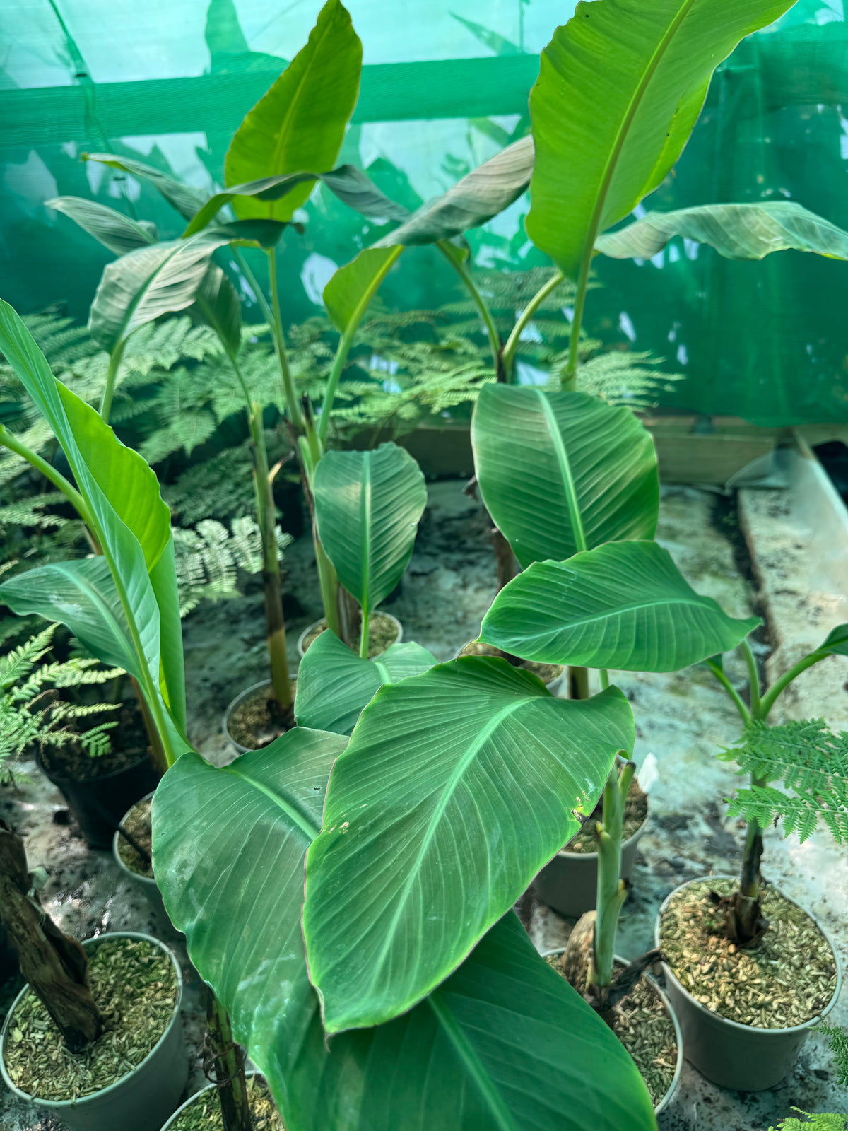 Musa ‘Ice Cream’