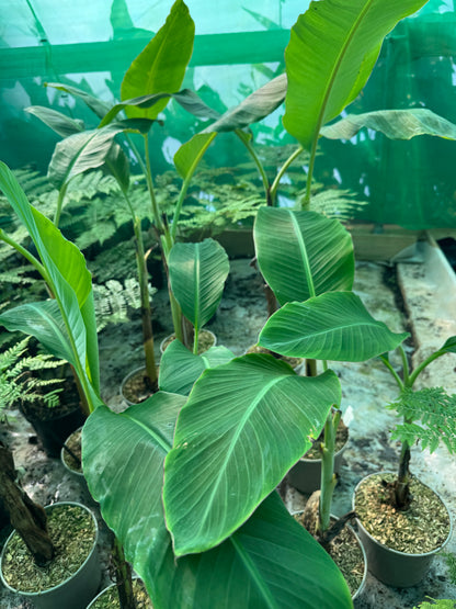 Musa ‘Ice Cream’