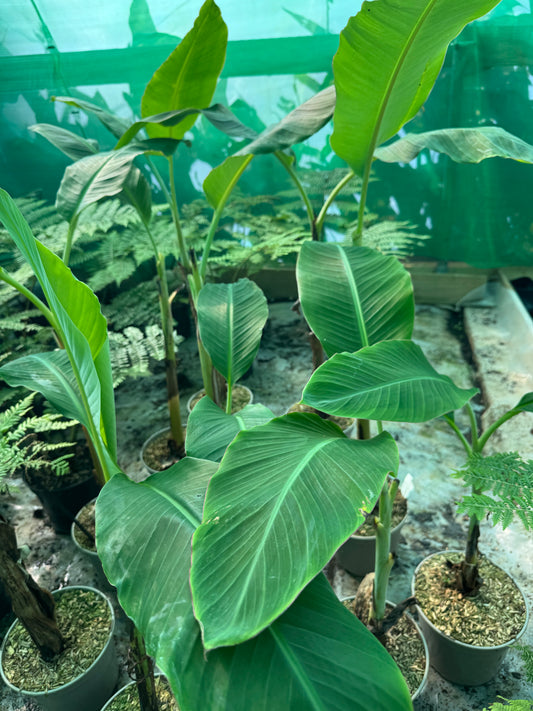 Musa ‘Ice Cream’