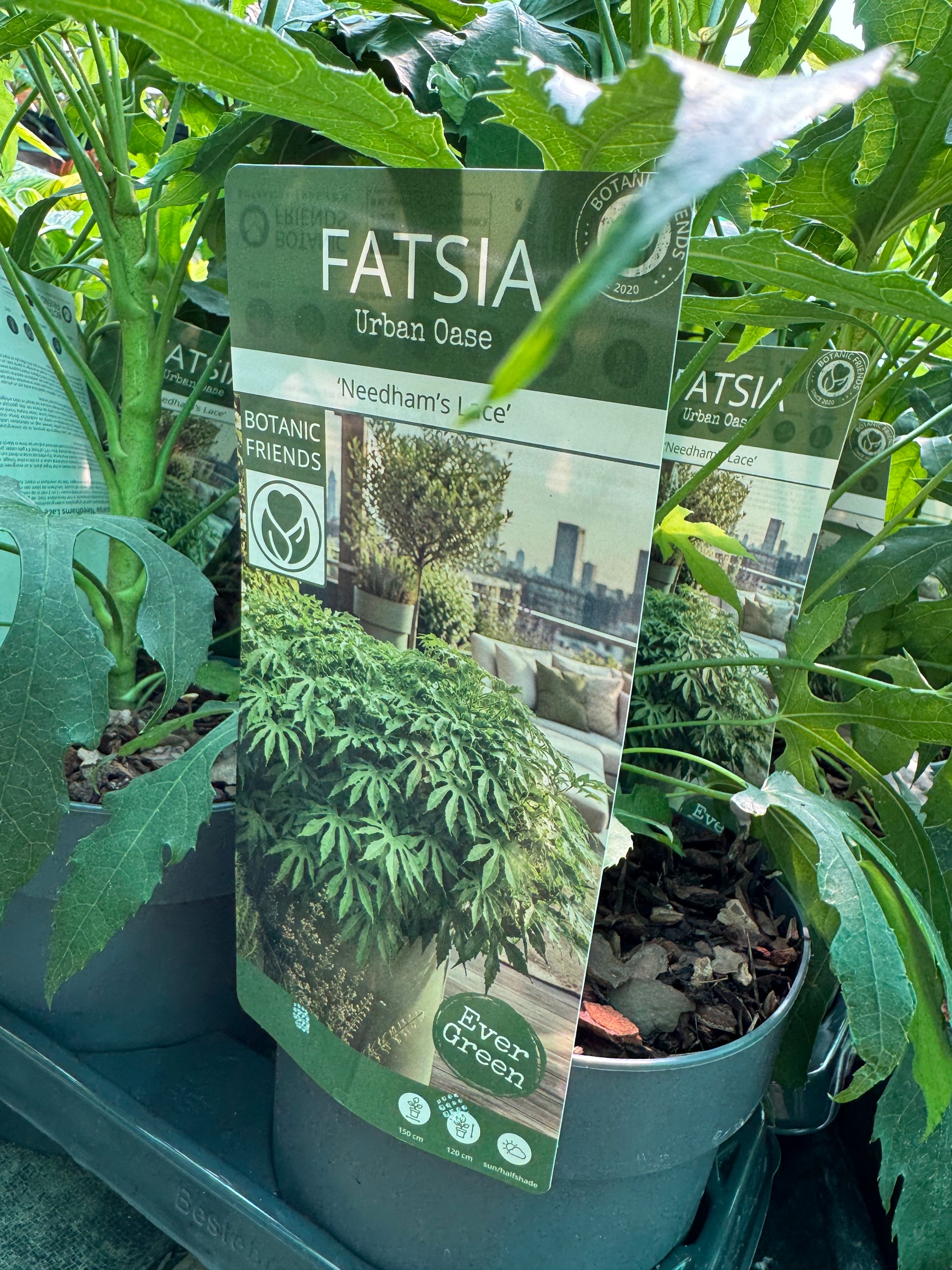A potted fatsia plant with a hanging tag reading 'FATSIA Urban Qase' and 'Needham's Lake', surrounded by other green plants in pots.