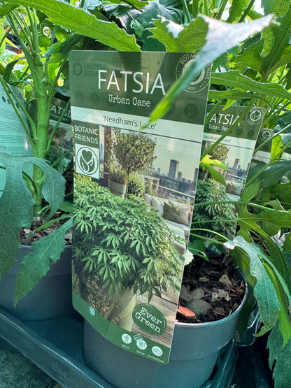 A potted fatsia plant with a hanging tag reading 'FATSIA Urban Qase' and 'Needham's Lake', surrounded by other green plants in pots.