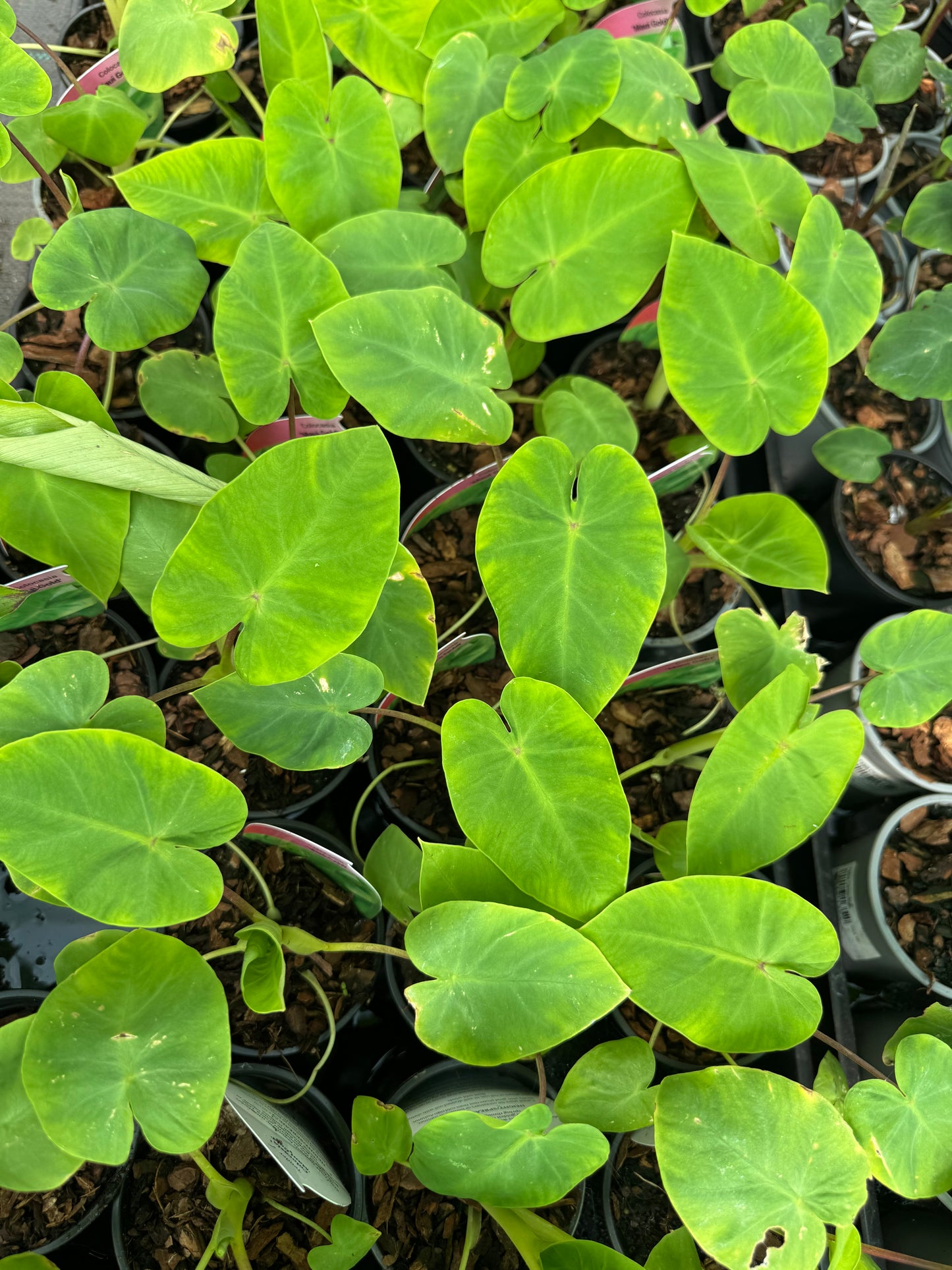 Colocasia "Maui Gold"