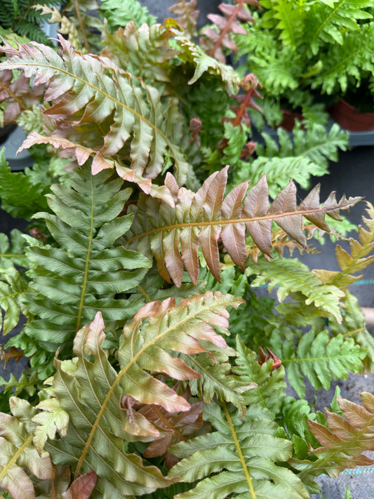 Blechnum brasiliense 'Volcano'