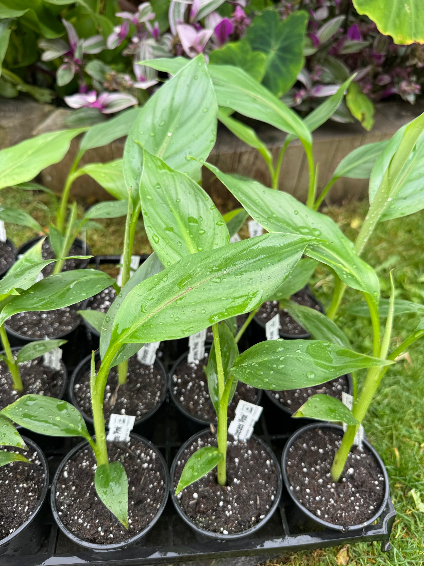 Musa itinerans 'Pink' – Yunnan Banana (9cm Pot)
