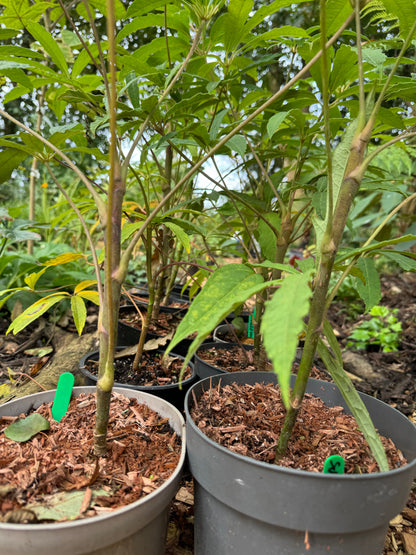 Schefflera Rhododendrifolia