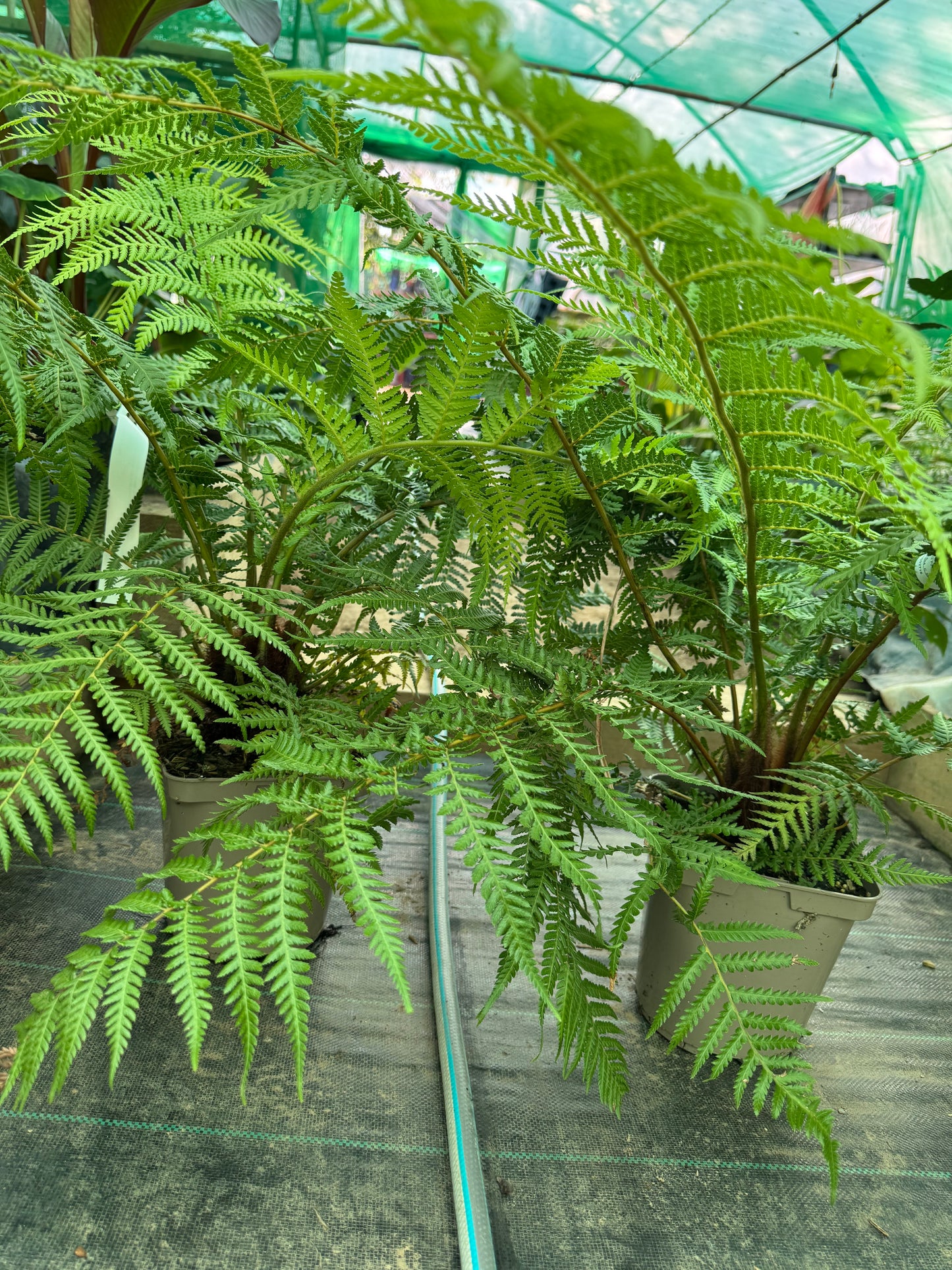 Dicksonia fibrosa Tree fern medium
