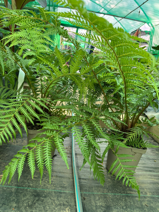 Dicksonia fibrosa Tree fern medium