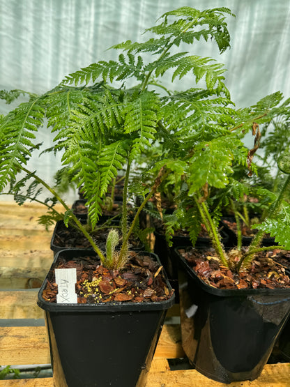Cyathea Atrox 3 litres