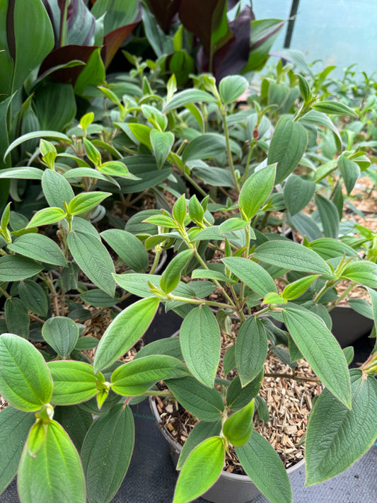 Tibouchina organensis 'Blue Moon'