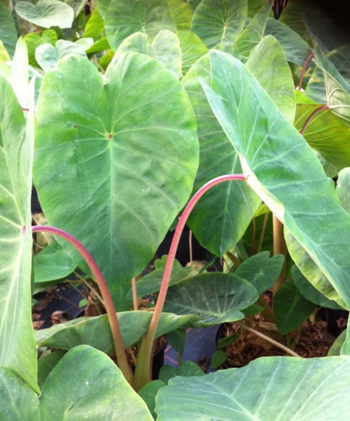 Colocasia ‘Pink China’