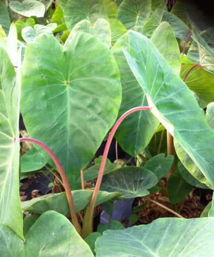 Colocasia ‘Pink China’