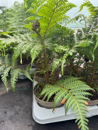 Small Cyathea cooperi – Tree fern