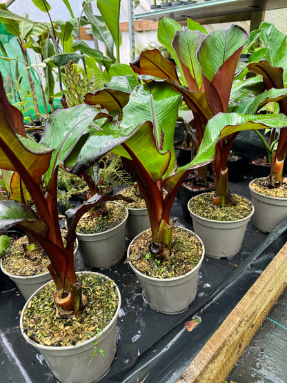 Ensete ventricosum maurelii (Large)