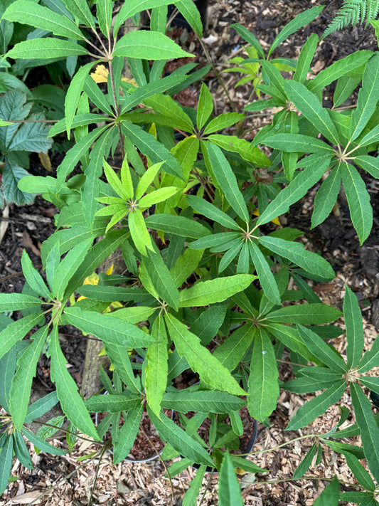 Schefflera Rhododendrifolia