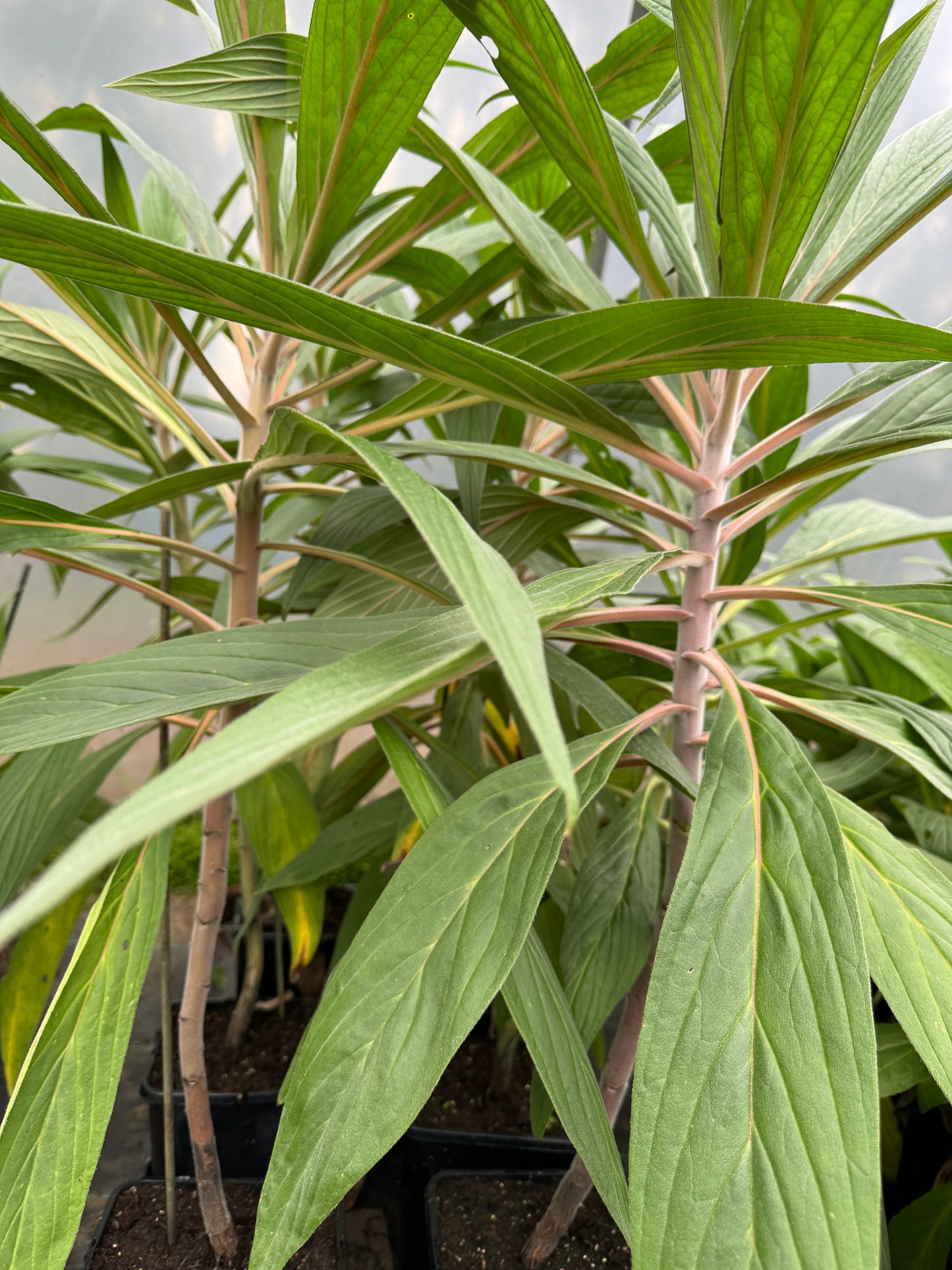 Echium Webbii