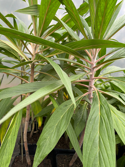Echium Webbii
