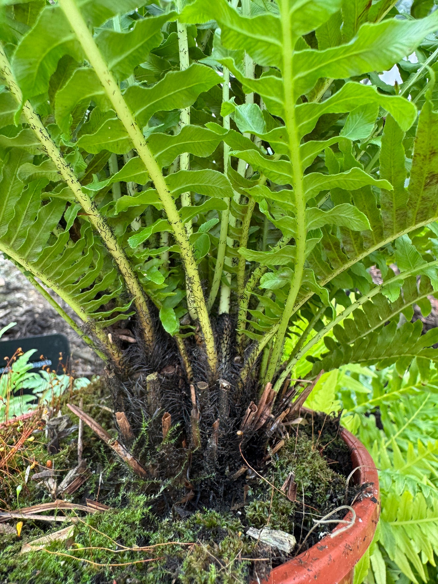Blechnum gibbum ‘Silver Lady’ with trunk