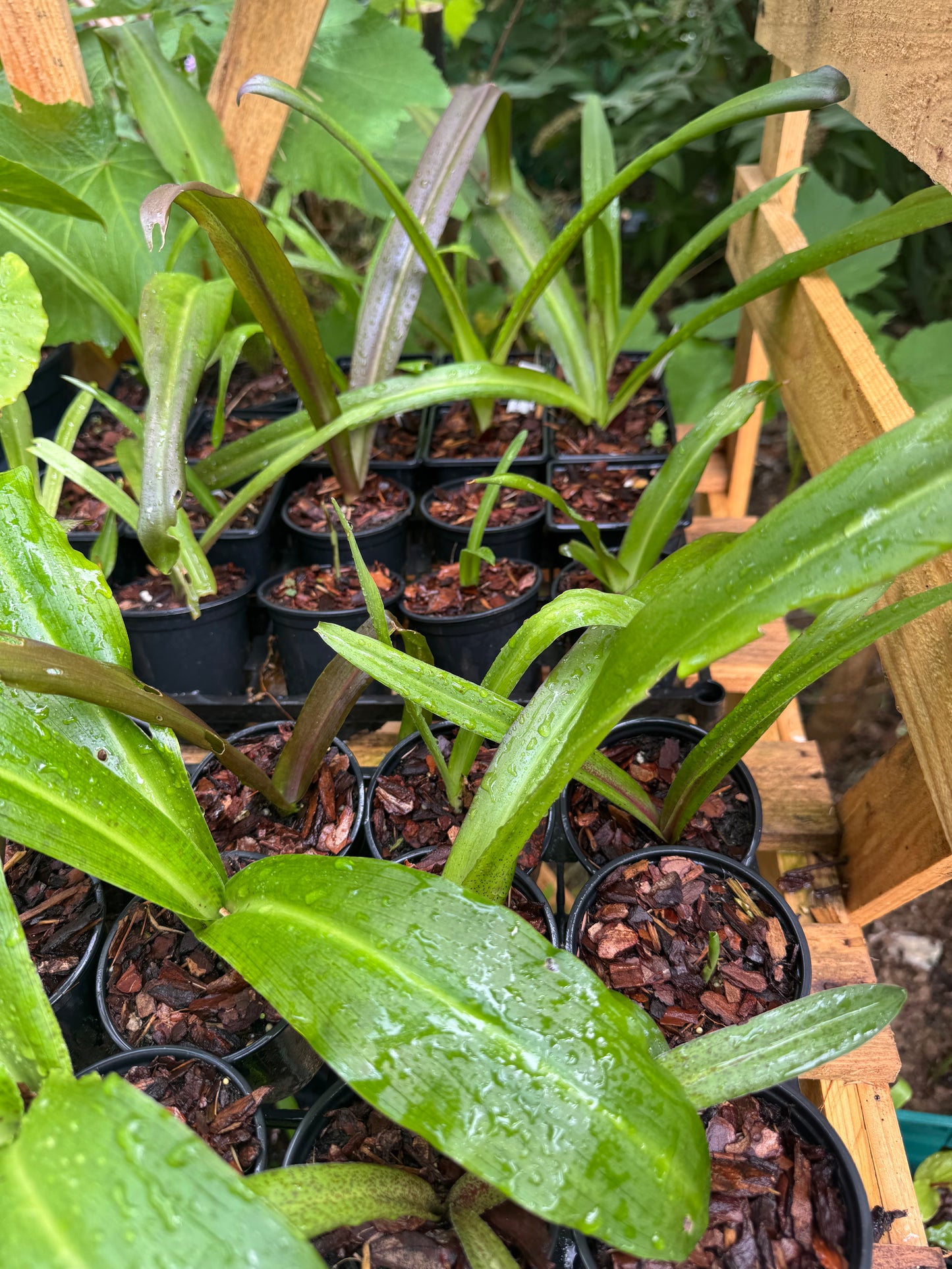 Eucomis lucky dip!