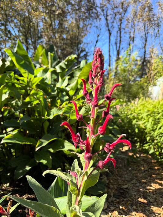 Lobelia tupa (Devil’s Tobacco)