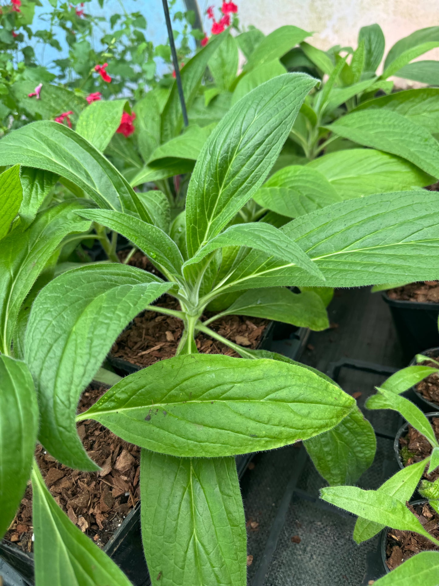Echium Pininana (Snow Tower)