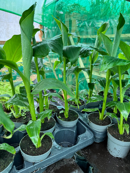 10.5cm pot Musa basjoo