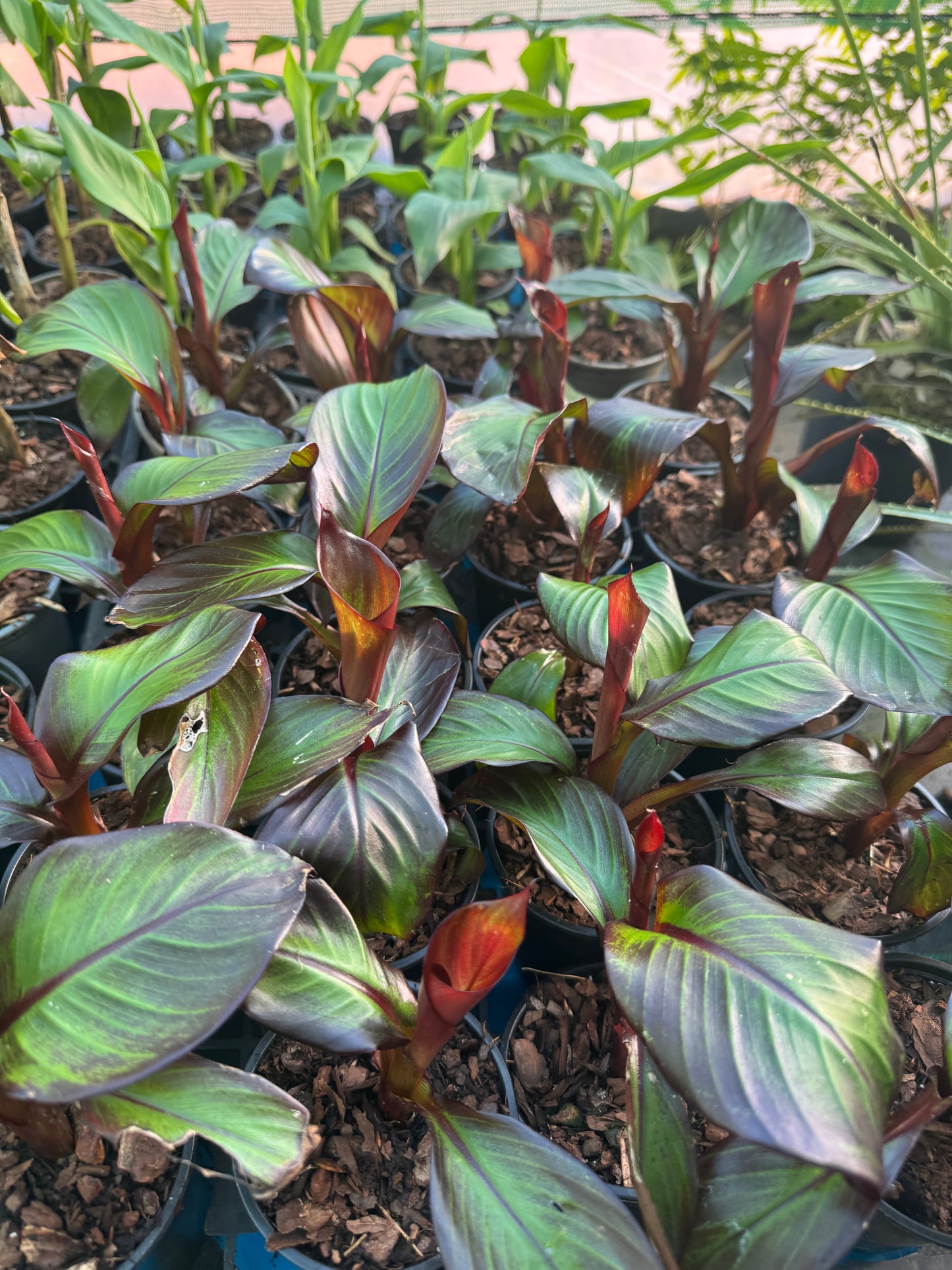 Ensete ventricosum maurelii 9cm
