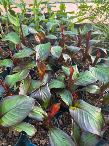 Ensete ventricosum maurelii 9cm