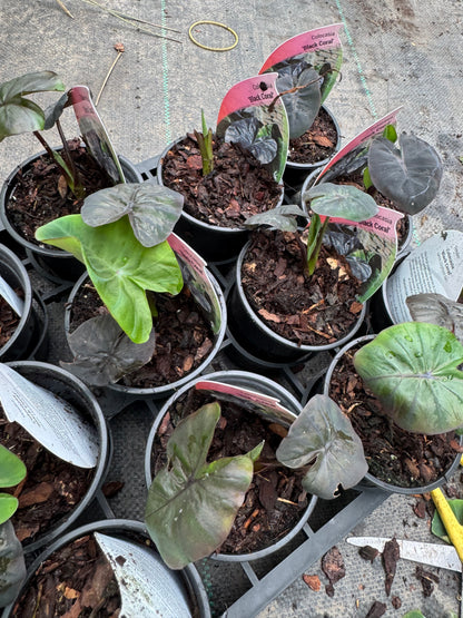 Colocasia "Black Coral"