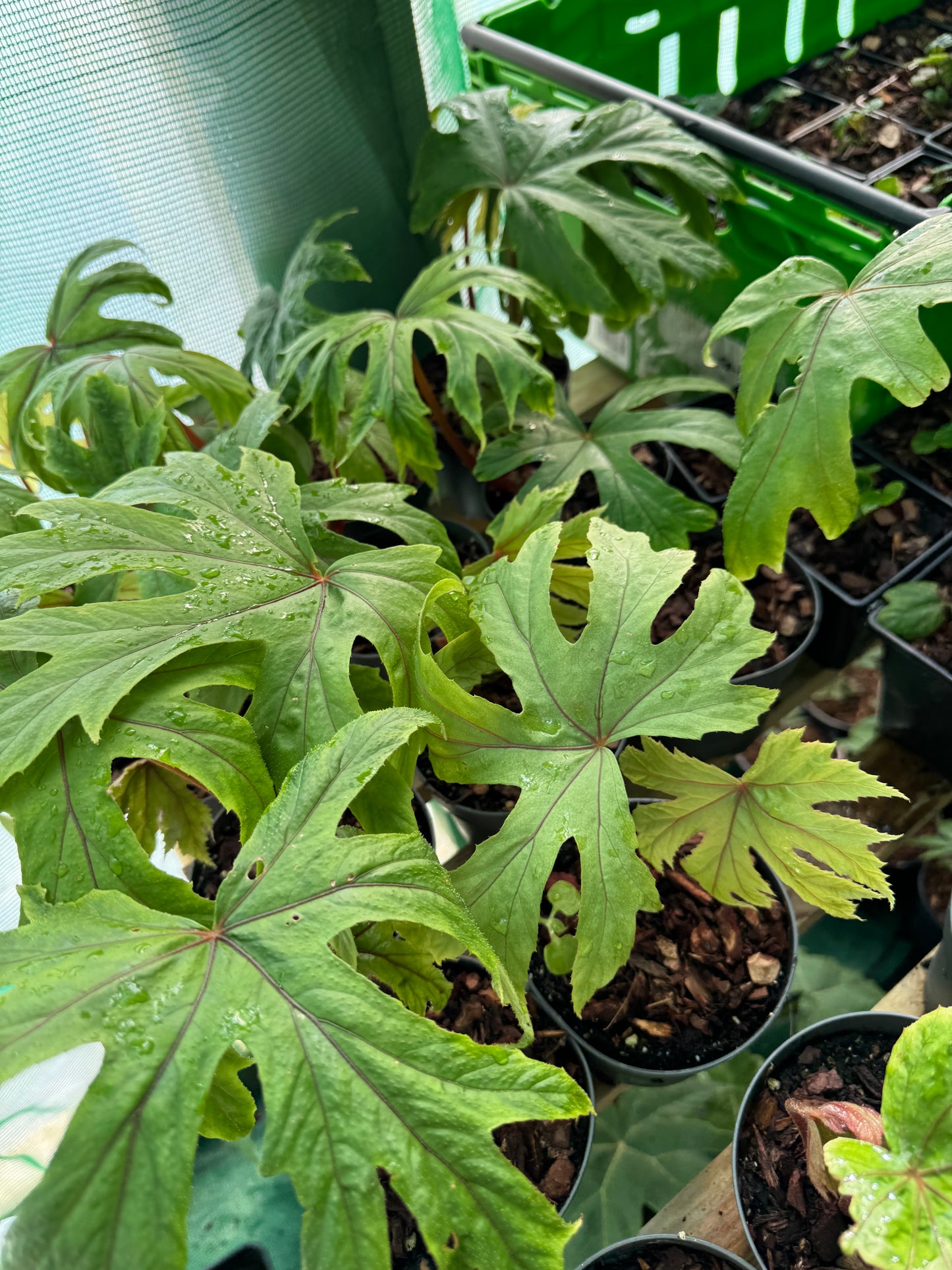 Begonia pedatifida