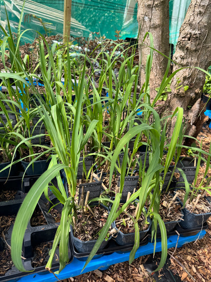Miscanthus giganteus