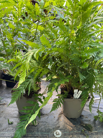 Woodwardia fimbriata