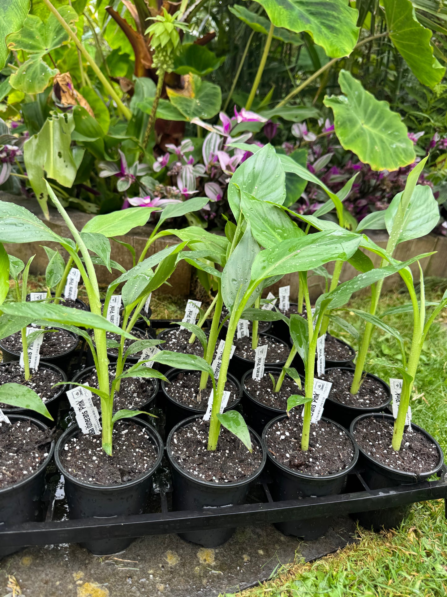 Musa itinerans 'Pink' – Yunnan Banana (9cm Pot)