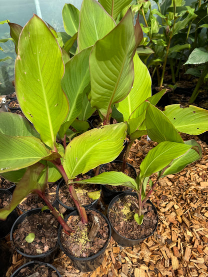 Canna musifolia 'Grande'
