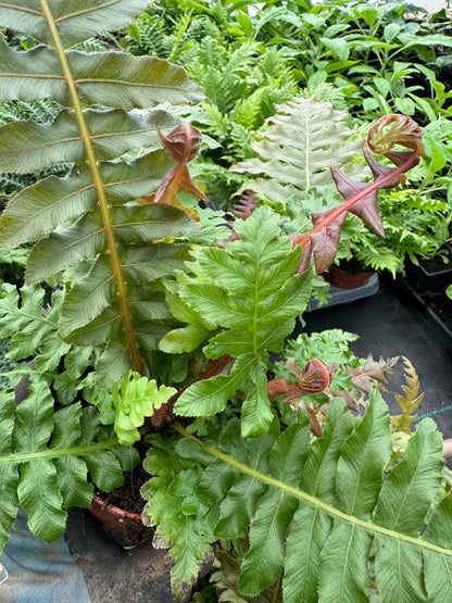 Blechnum brasiliense 'Volcano'