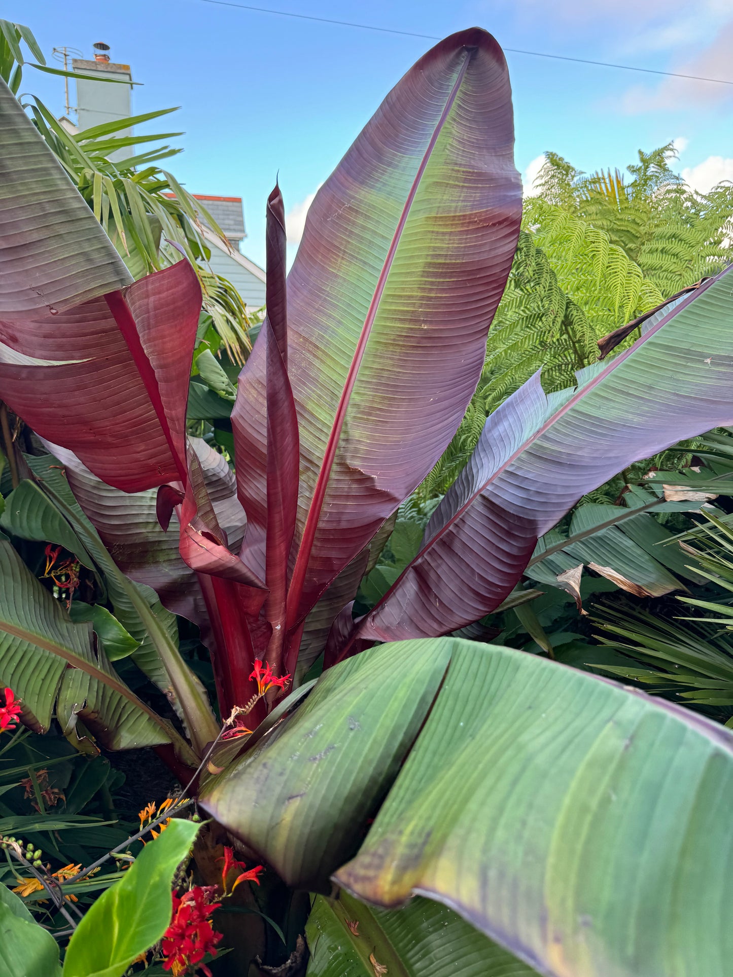 Ensete ventricosum maurelii medium
