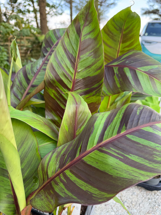 Musa Sikkimensis ‘Ever Red’