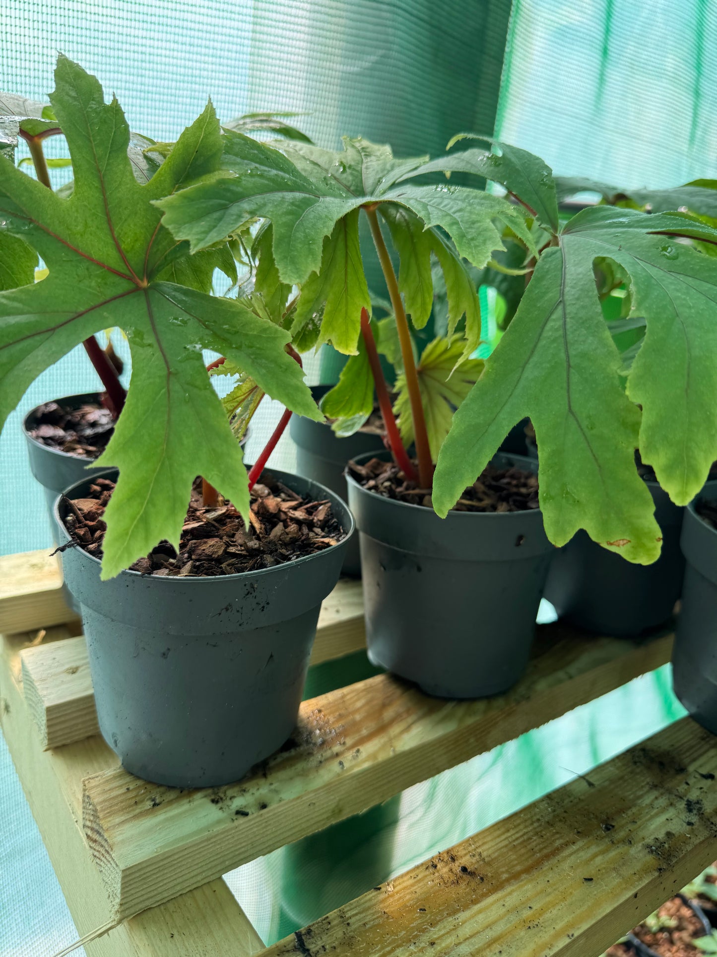 Begonia pedatifida
