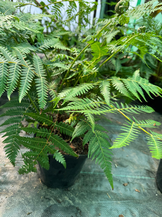Cyathea australis, Alsophila australis