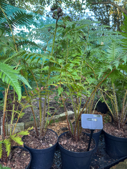 Large Cyathea cooperi – Tree fern