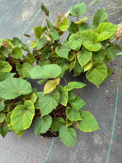 Begonia grandis Subs. Evansiana Alba 2 litre