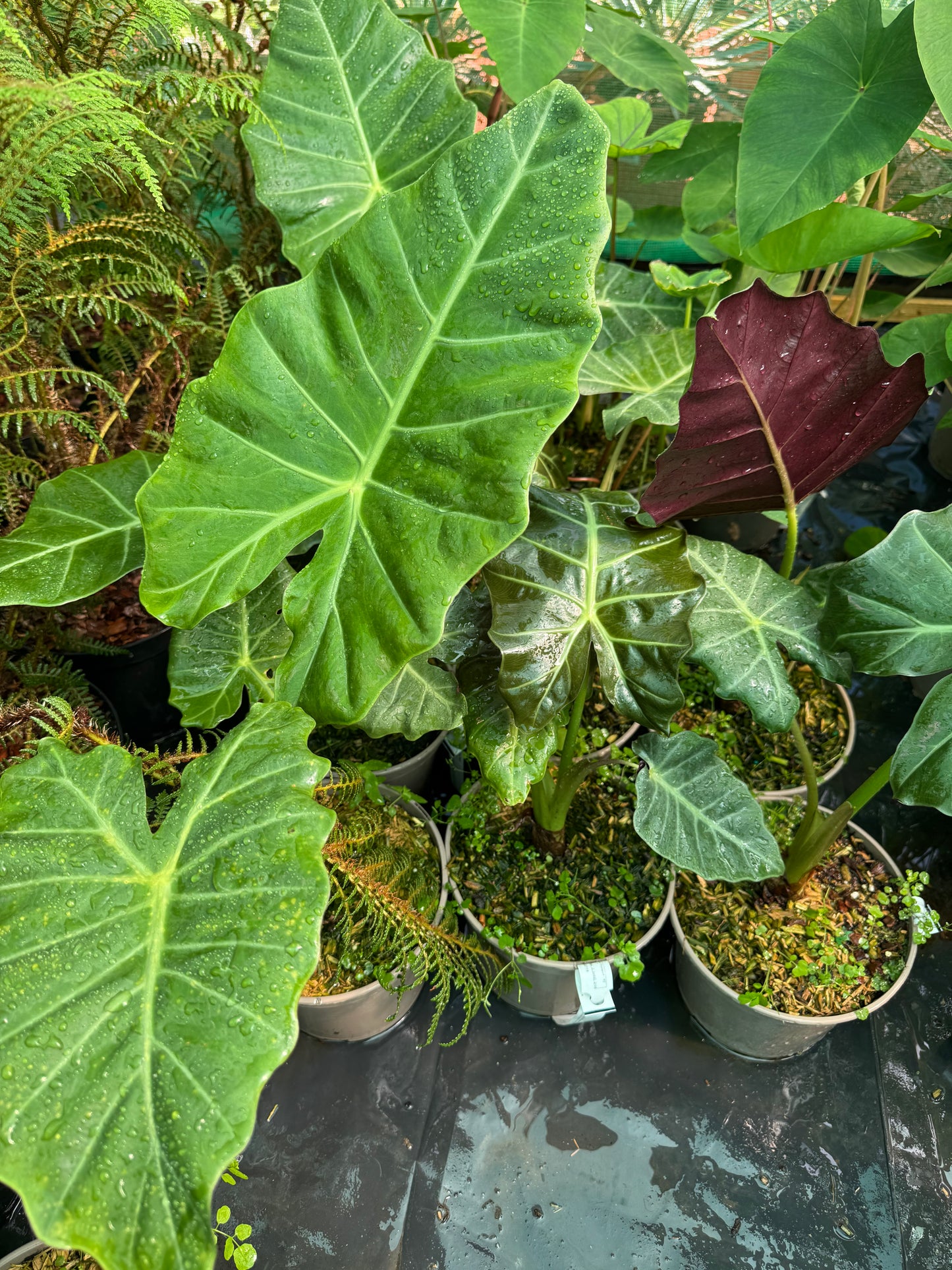 Alocasia ‘Mayan Mask’
