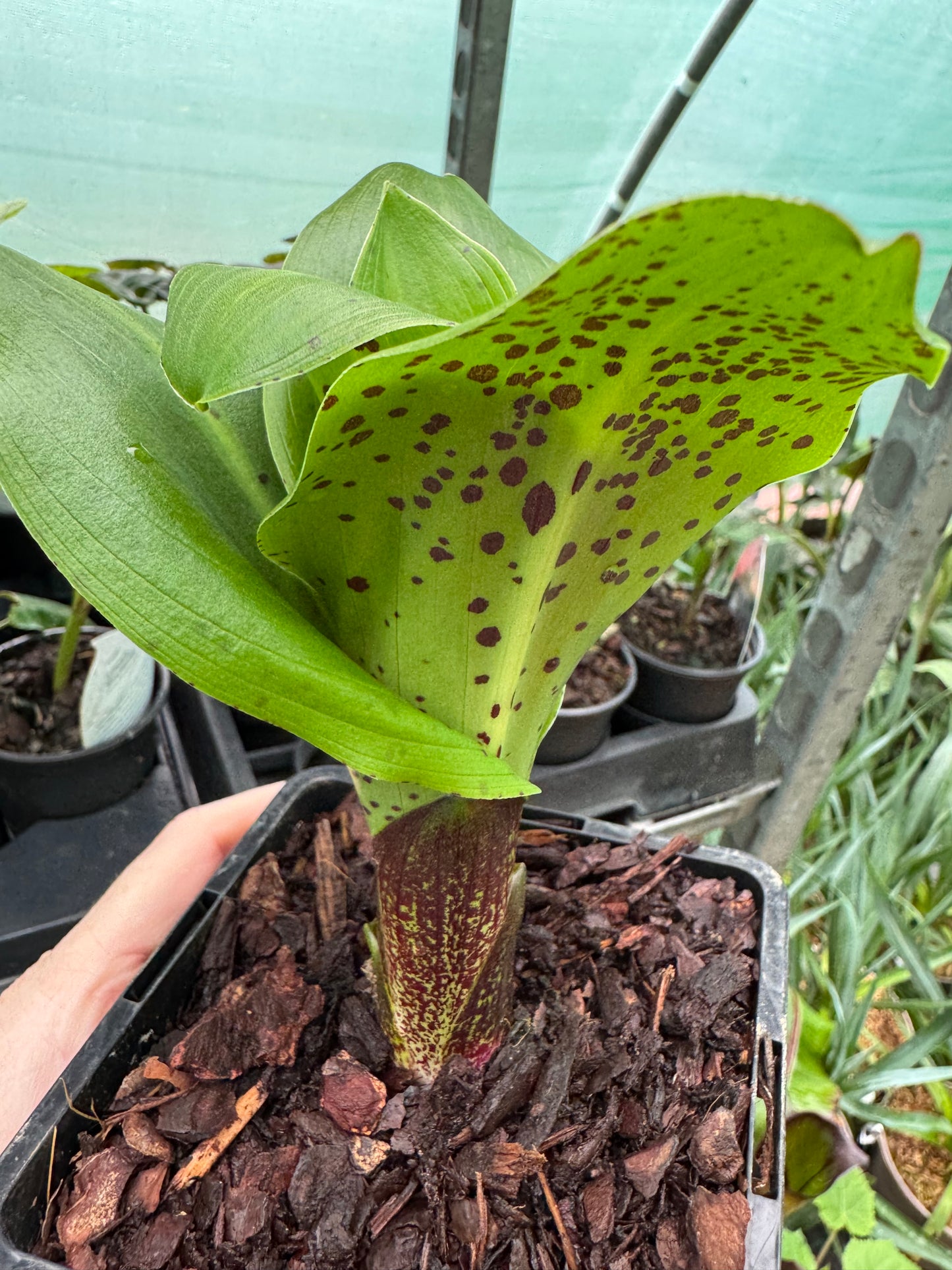 Eucomis bicolor